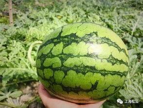 青龙脆瓜今日报价,新鲜上市，品质保证，尽享夏日清凉！”