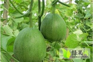青龙脆瓜今日报价,新鲜上市，品质保证，尽享夏日清凉！”