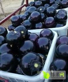 莘县燕店今日瓜价