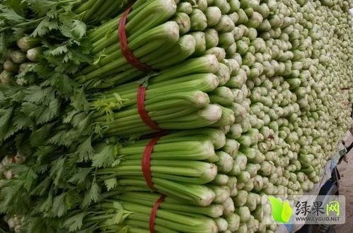 莘县燕店今日瓜价