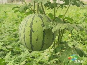 今日王旗营小瓜批发价,新鲜美味，价格实惠，抢购从速！”