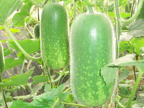 91今日吃瓜热门大瓜每日,热门大瓜每日新鲜出炉！