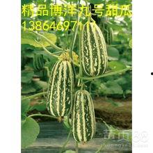 山东博洋瓜今日零价行情