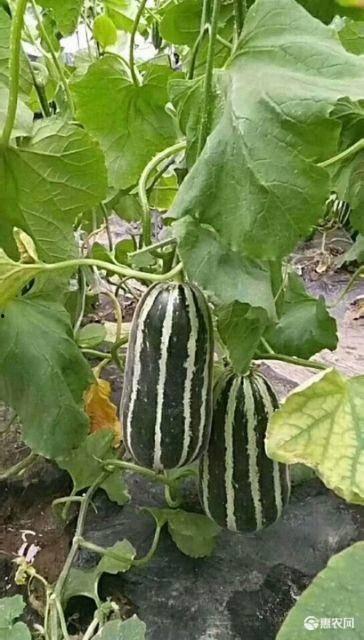 山东博洋瓜今日零价行情