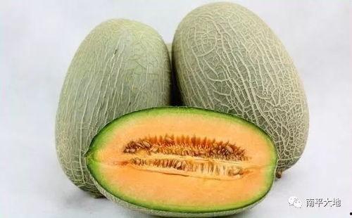 今日浙江嘉兴哈密瓜价格,今日行情一览