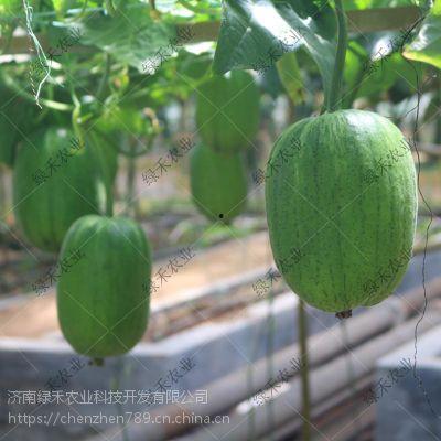 今日云南秋瓜行情,市场行情喜人