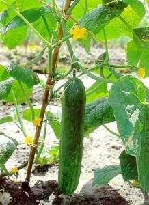 今日云南秋瓜行情,市场行情喜人