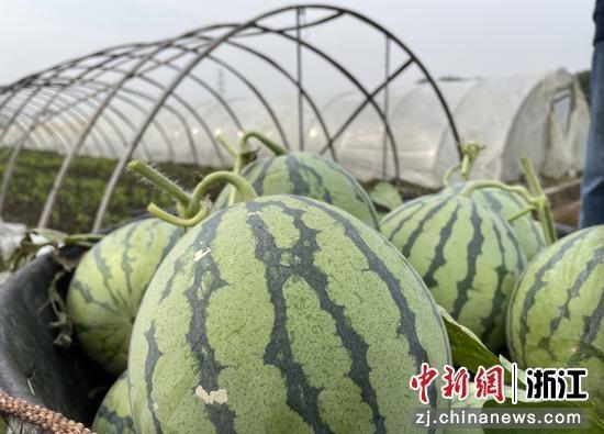 今日云南秋瓜行情,市场行情喜人