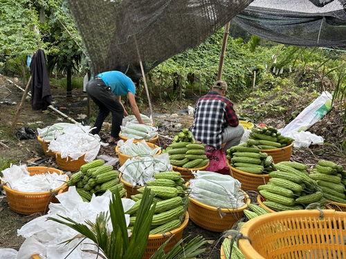 今日海南种什么瓜菜好,瓜菜品种推荐