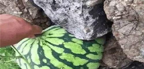 今日的瓜好吃是什么意思,网络流行语的趣味解读