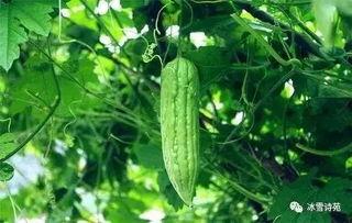 今日的瓜好吃是什么意思,网络流行语的趣味解读