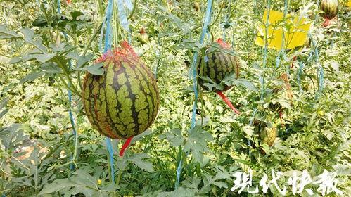 今日份热瓜江苏,聚焦热点事件，解码社会现象