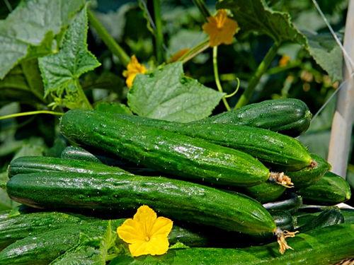 热门大瓜今日大瓜91,揭秘热门事件背后的真相与内幕