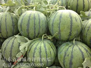 今日山东小瓜价格