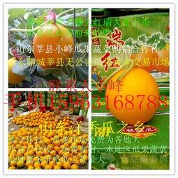 东方密瓜今日价格行情,价格波动解析