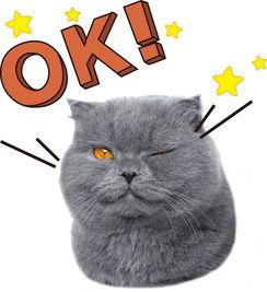 娱乐吃瓜猫作品原声